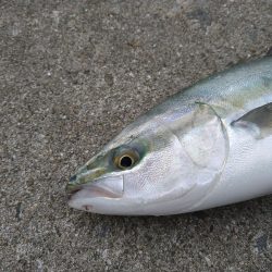 ハマチと呼べるサイズ